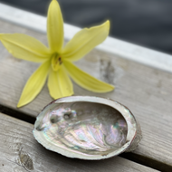 Coquille pour bâton de sauge ou Palo Santo